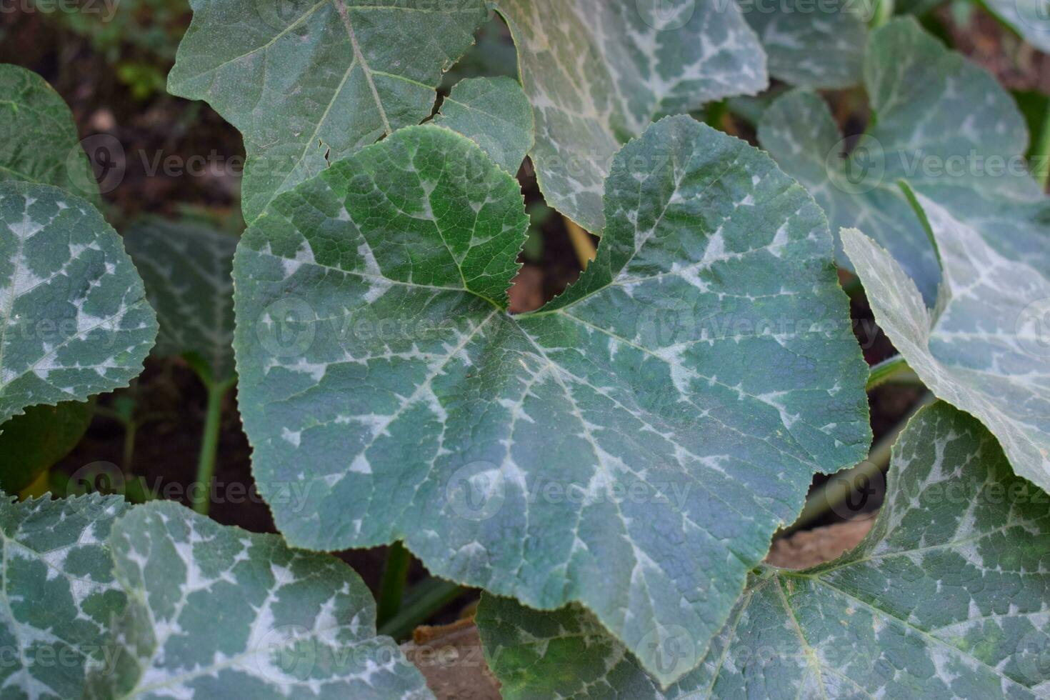 Plant of Terong ungu, or Solanum melongena. Leaves, Flower Fruit and Plant of Eggplant, nature Background leaves. photo