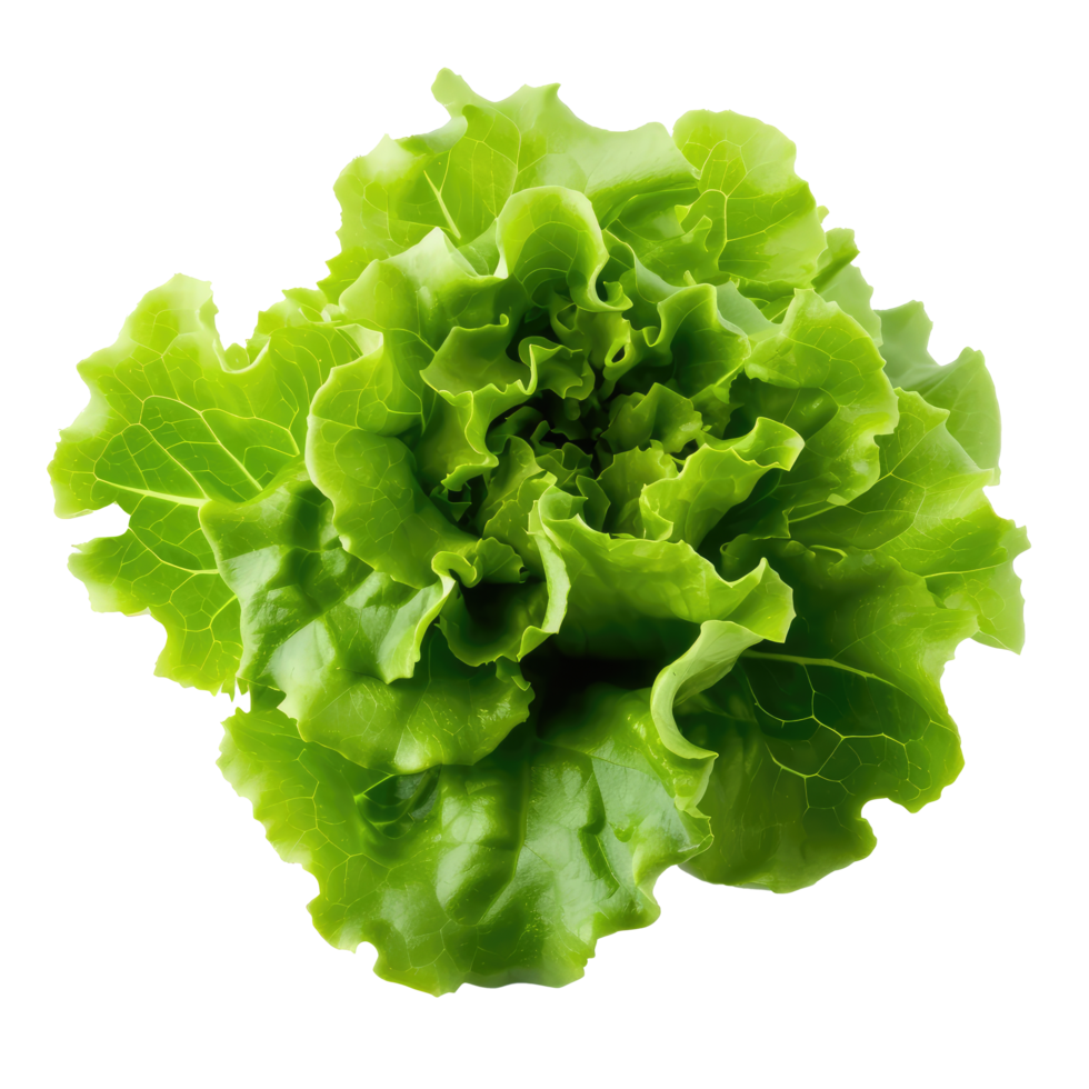 AI generated Green oakleaf lettuce Isolated on white background png