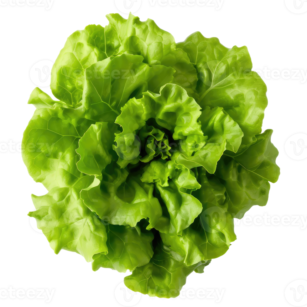 AI generated Green oakleaf lettuce Isolated on white background png