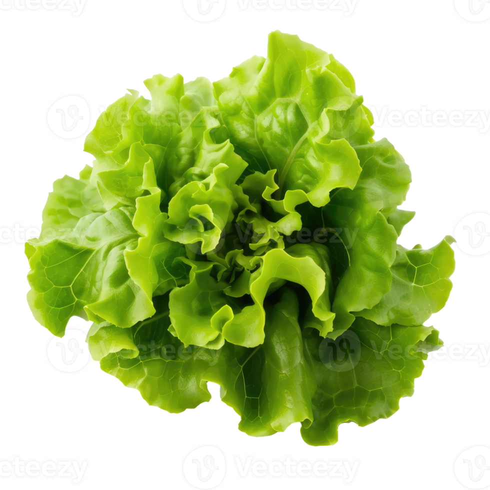 AI generated Green oakleaf lettuce Isolated on white background png