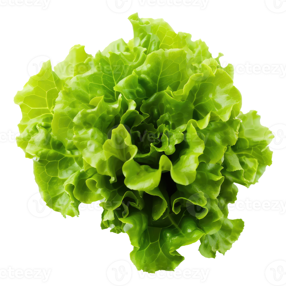 AI generated Green oakleaf lettuce Isolated on white background png