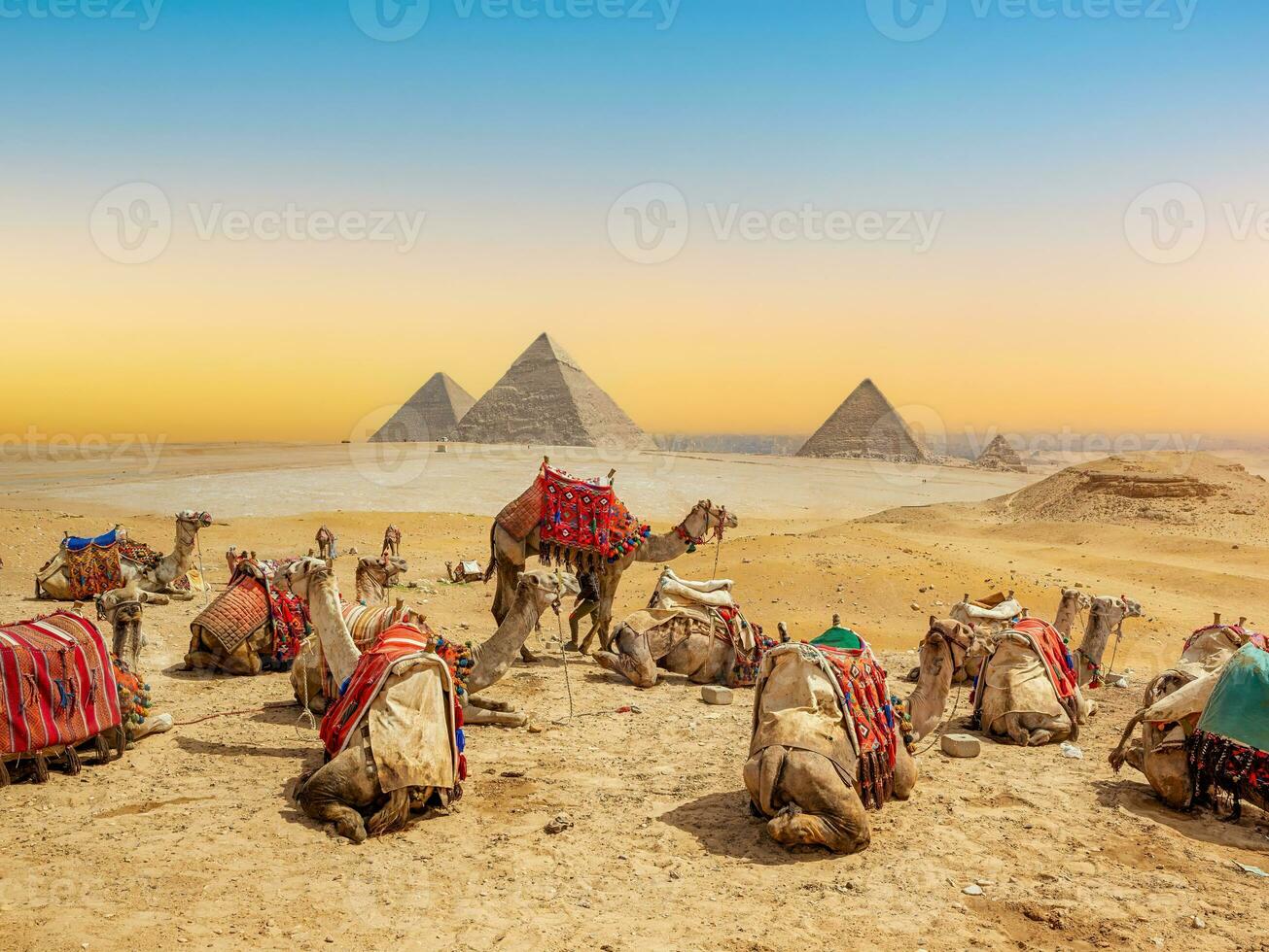 camellos cerca pirámides foto