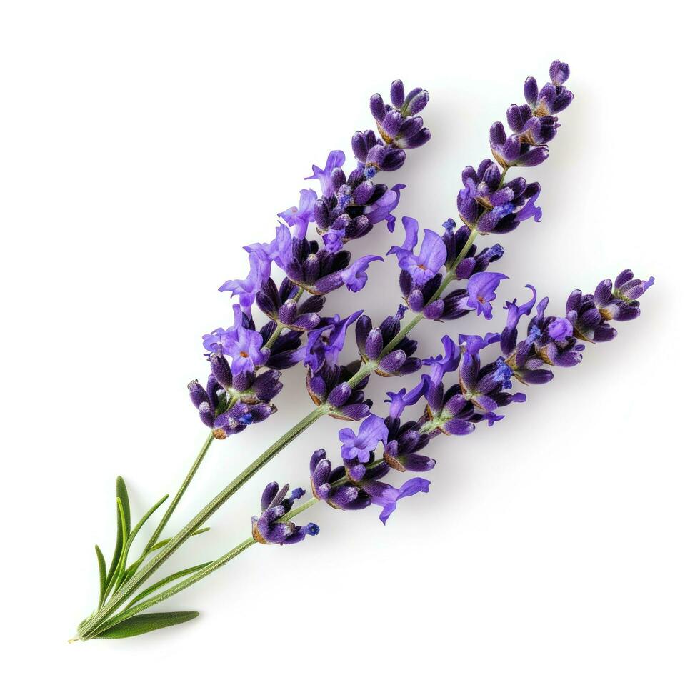 AI generated lavender flower isolated photo