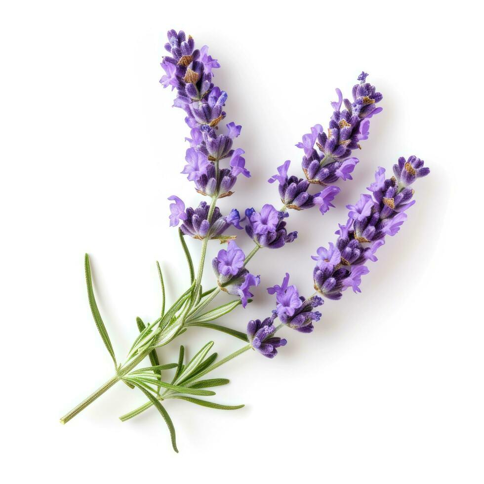 AI generated lavender flower isolated photo