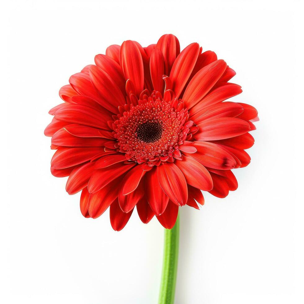 ai generado rojo gerbera flor aislado foto