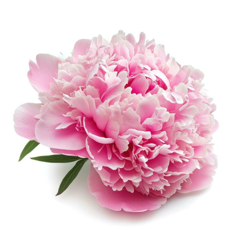 AI generated pink peony flower isolated photo