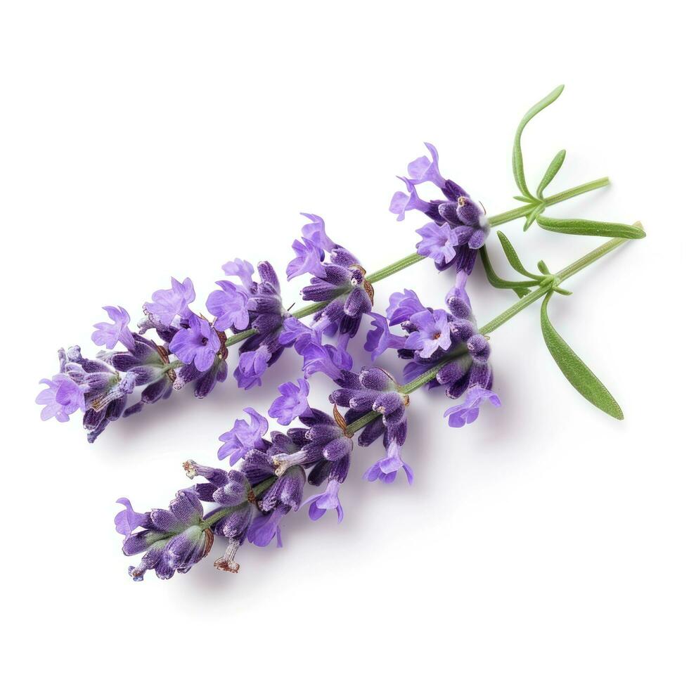 ai generado lavanda flor aislado foto