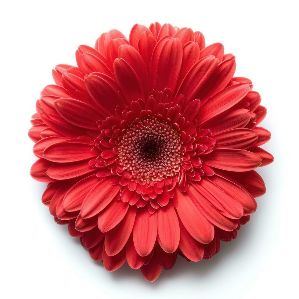 ai generado rojo gerbera flor aislado foto