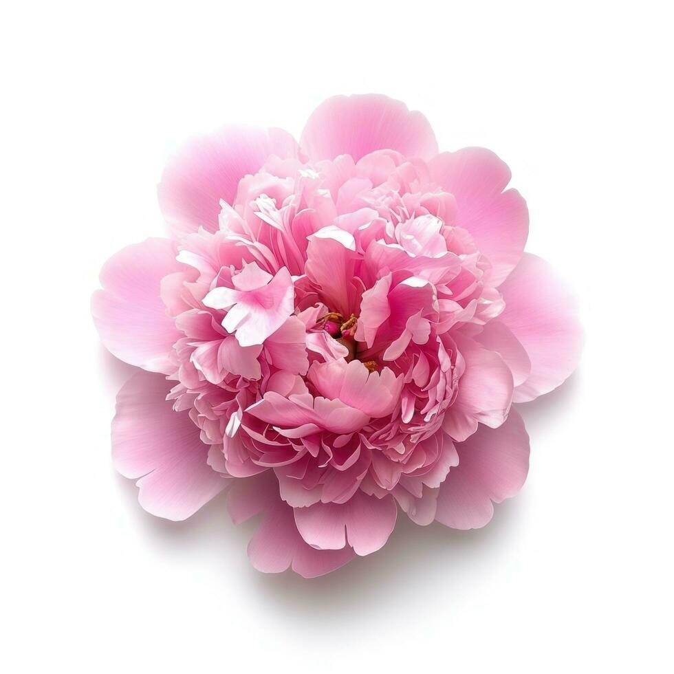 AI generated pink peony flower isolated photo