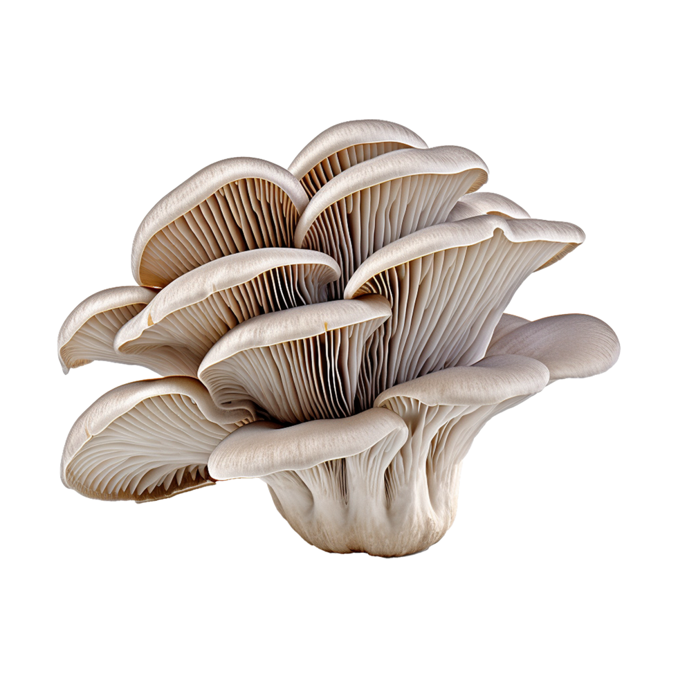 AI generated Oyster mushroom isolated on transparent background png