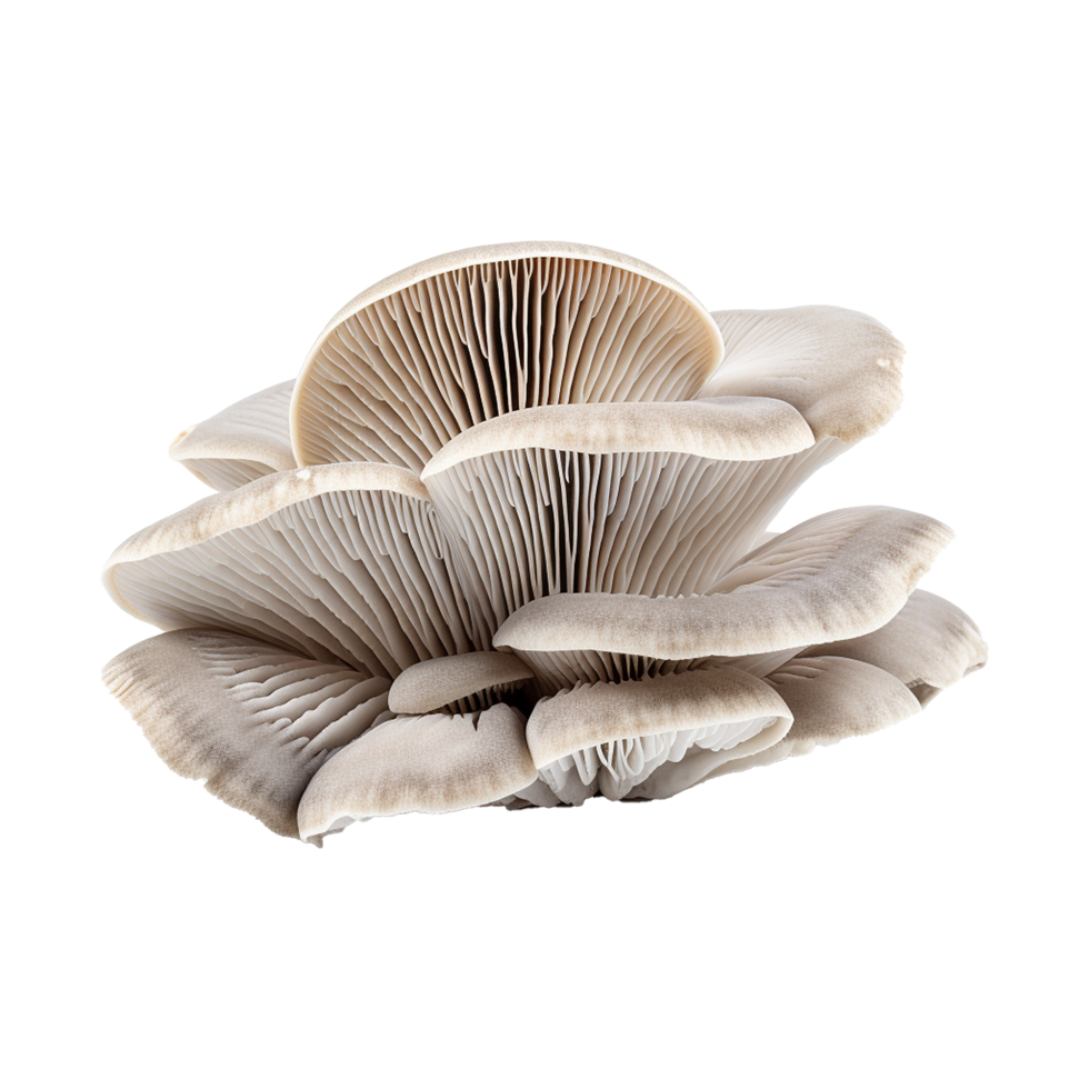 AI generated Oyster mushroom isolated on transparent background png