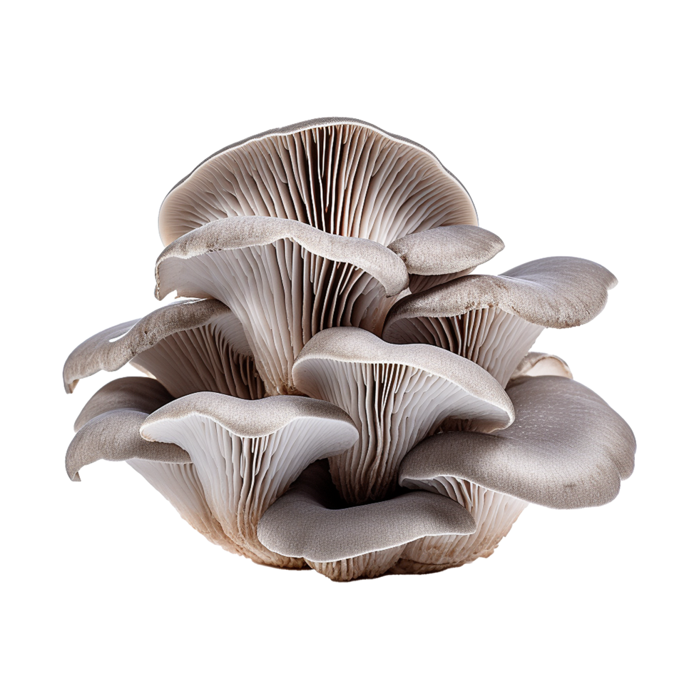 AI generated Oyster mushroom isolated on transparent background png