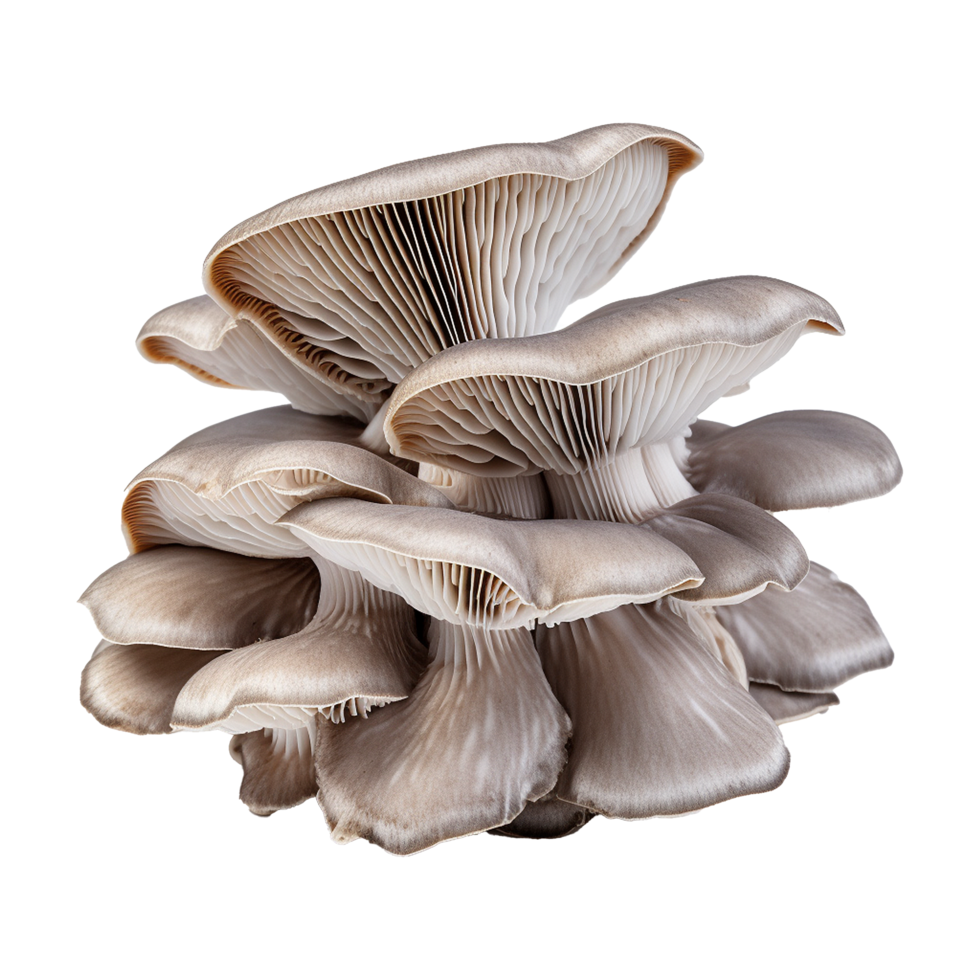 AI generated Oyster mushroom isolated on transparent background png