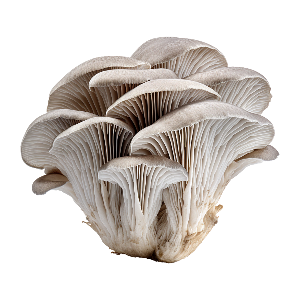 AI generated Oyster mushroom isolated on transparent background png