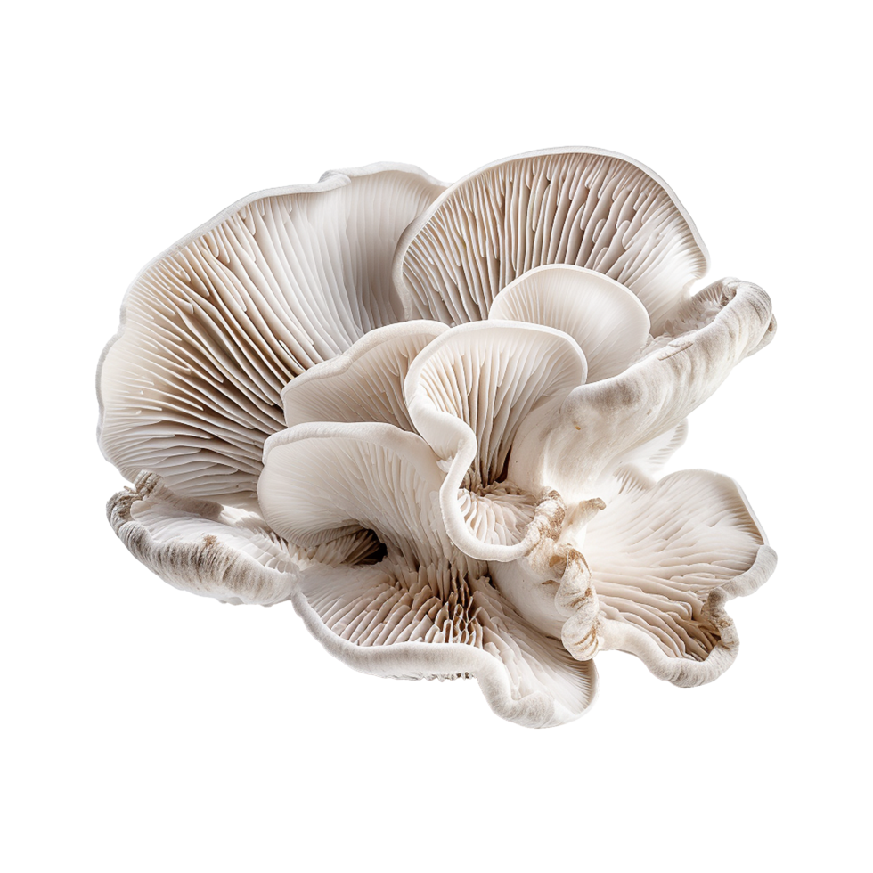 AI generated Oyster mushroom isolated on transparent background png