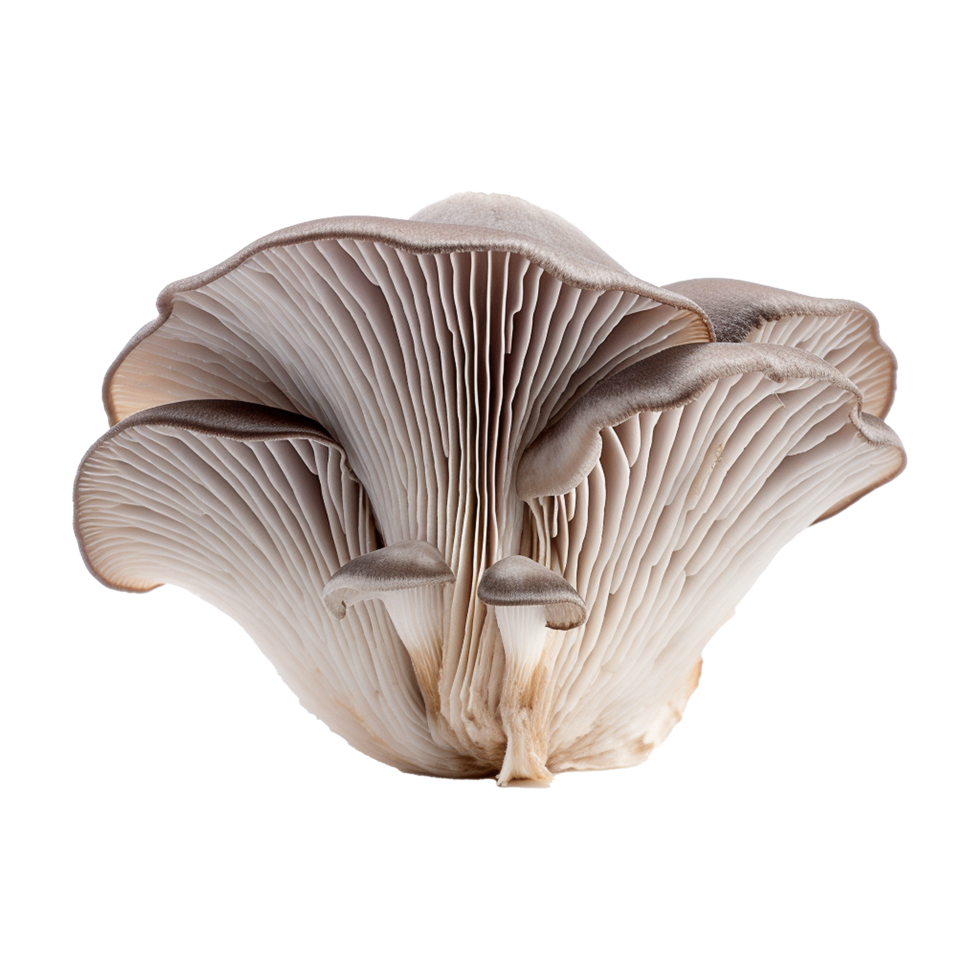 AI generated Oyster mushroom isolated on transparent background png