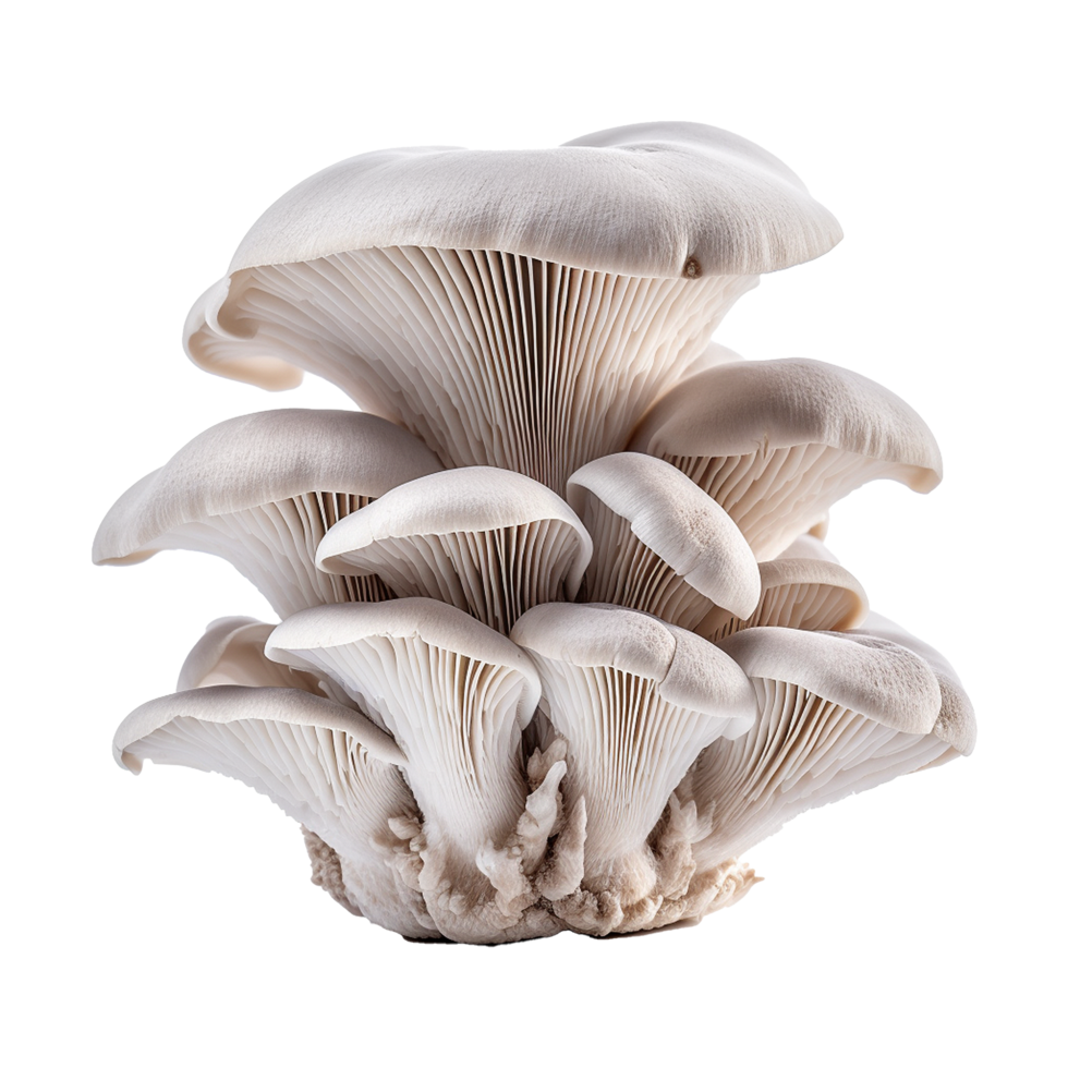 AI generated Oyster mushroom isolated on transparent background png