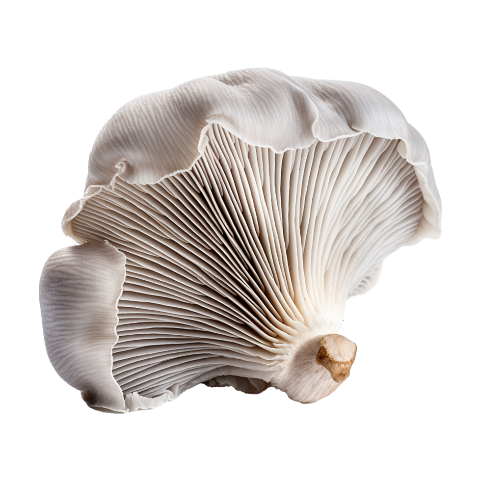 AI generated Oyster mushroom isolated on transparent background png