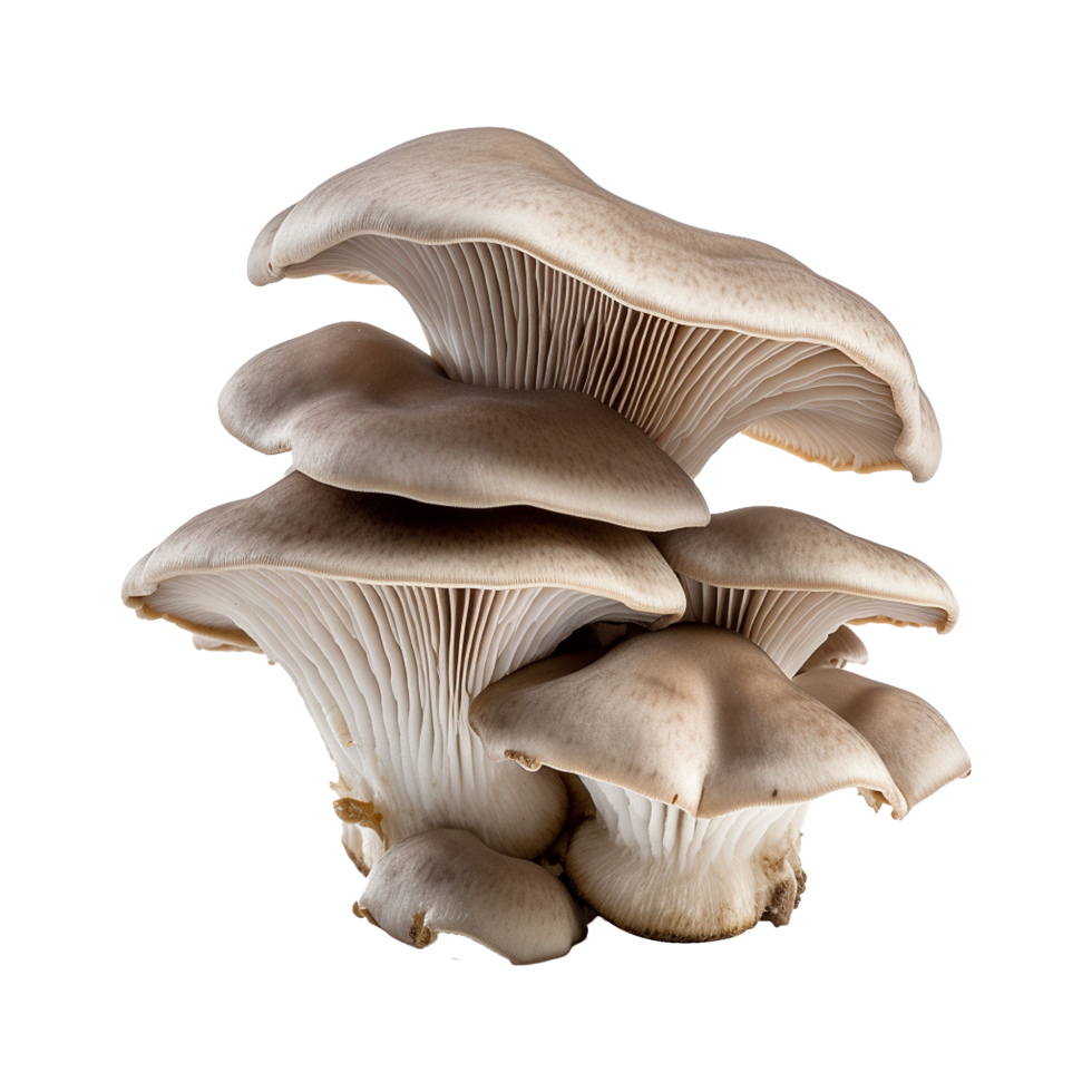 AI generated Oyster mushroom isolated on transparent background png