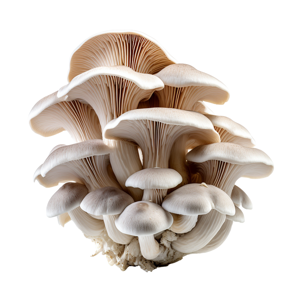 AI generated Oyster mushroom isolated on transparent background png