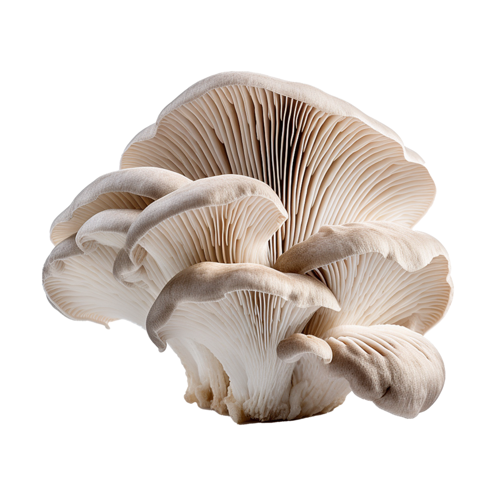 AI generated Oyster mushroom isolated on transparent background png