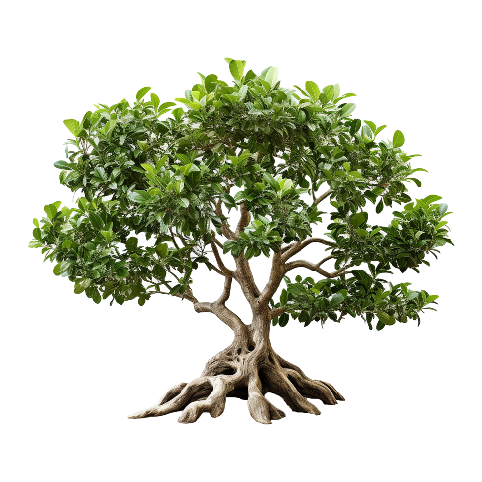 ai generado verde árbol aislado en transparente antecedentes png