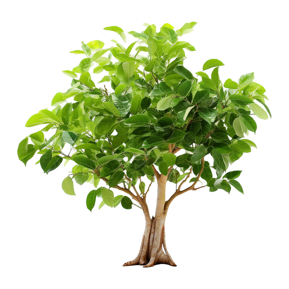 AI generated Green tree isolated on transparent background png