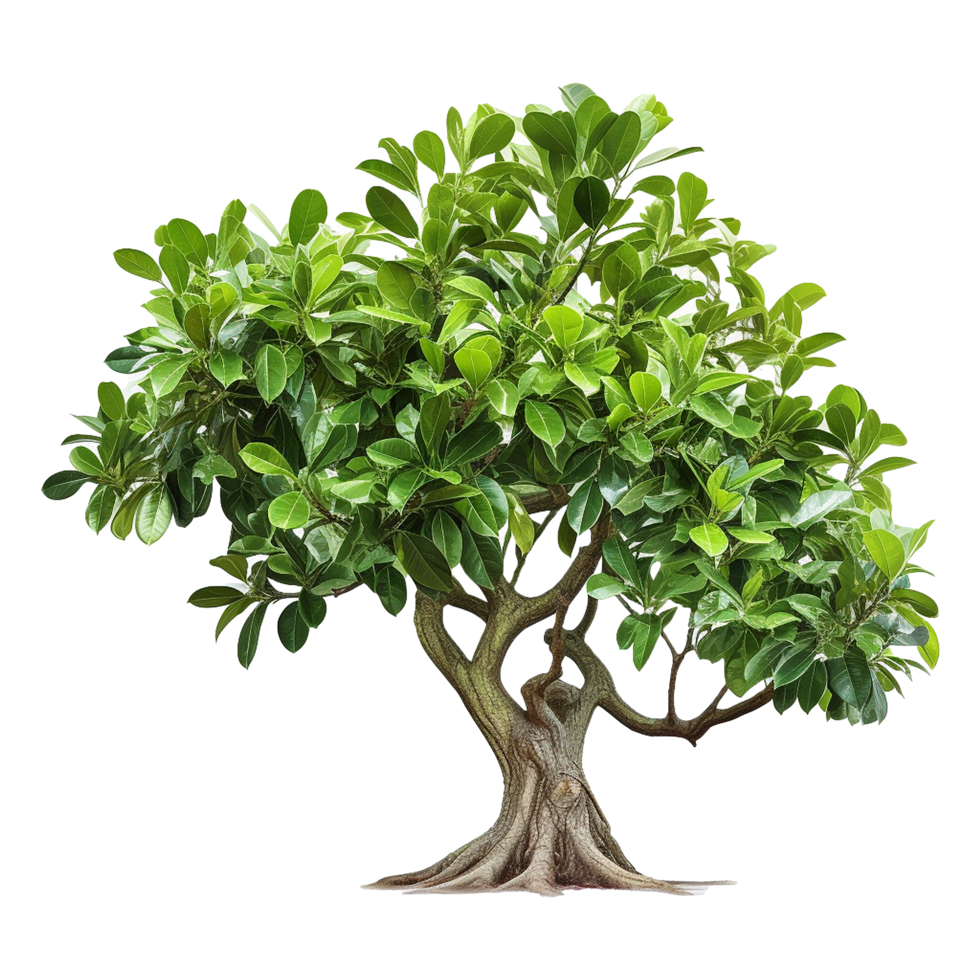 AI generated Green tree isolated on transparent background png