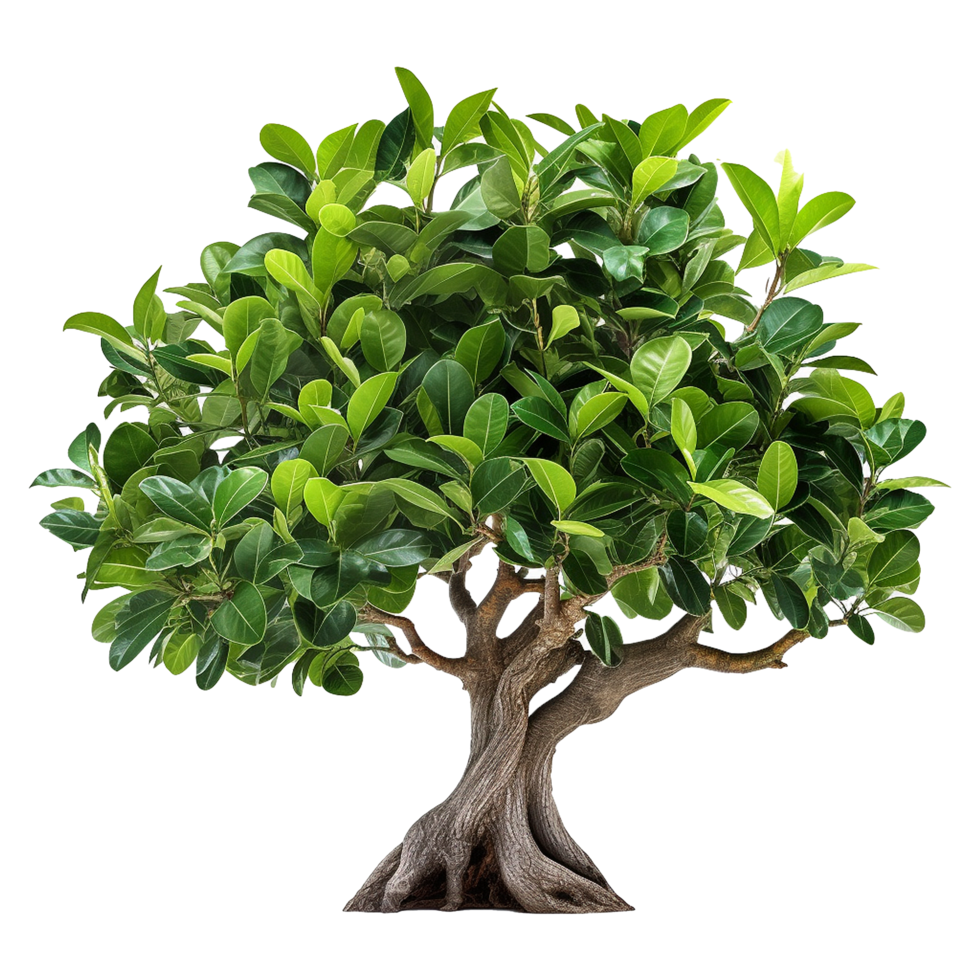 AI generated Green tree isolated on transparent background png