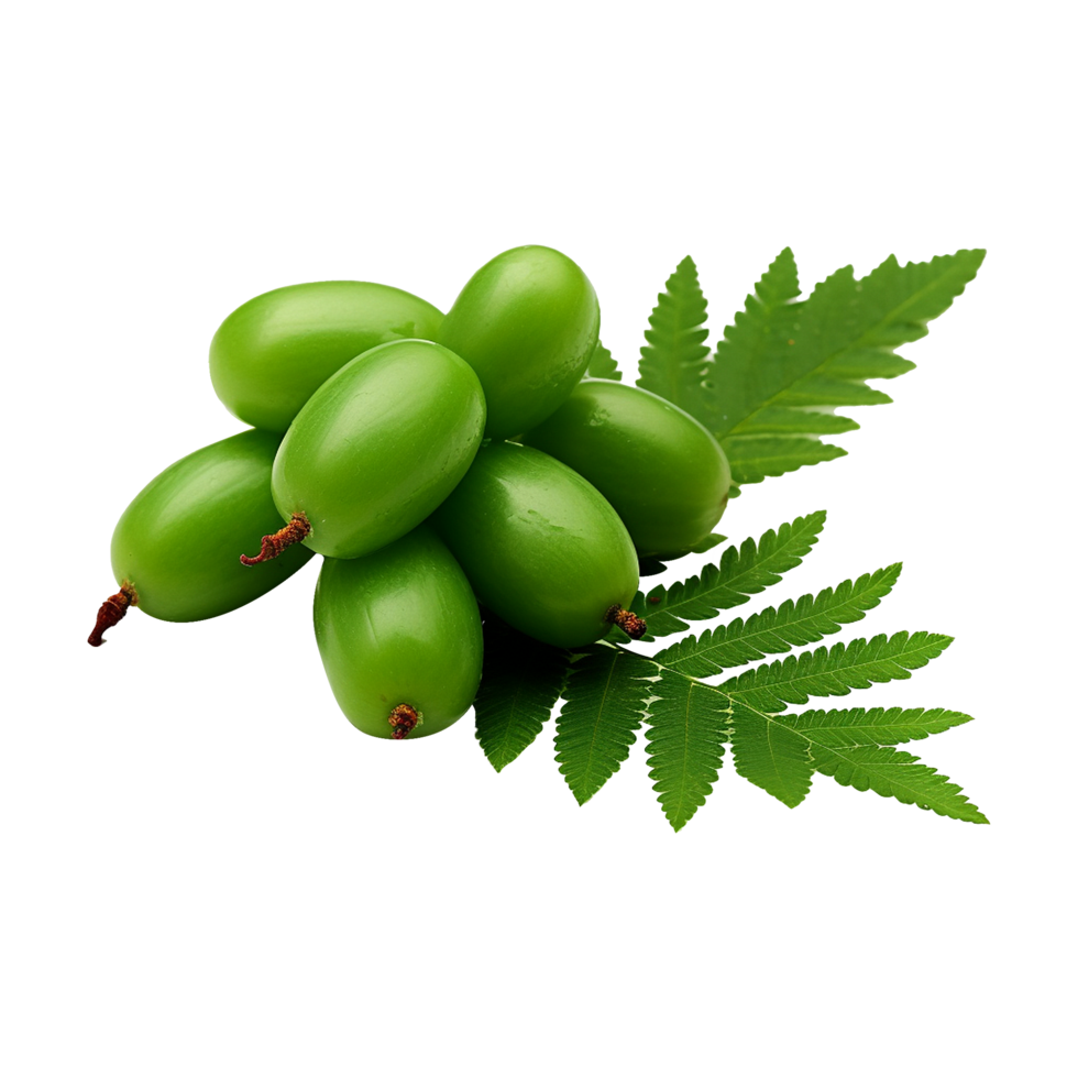 AI generated Neem fruit isolated on transparent background png