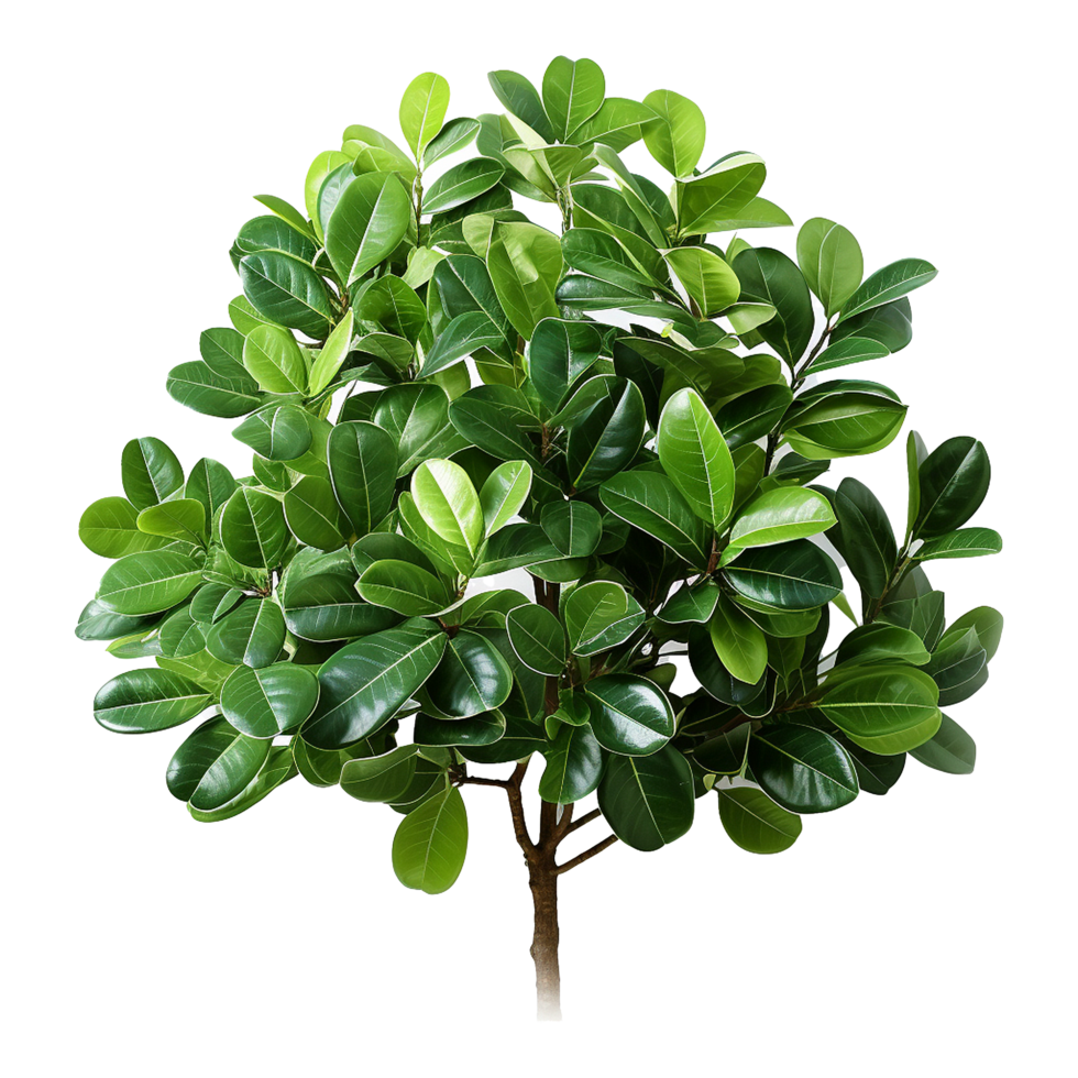 AI generated Green tree isolated on transparent background png