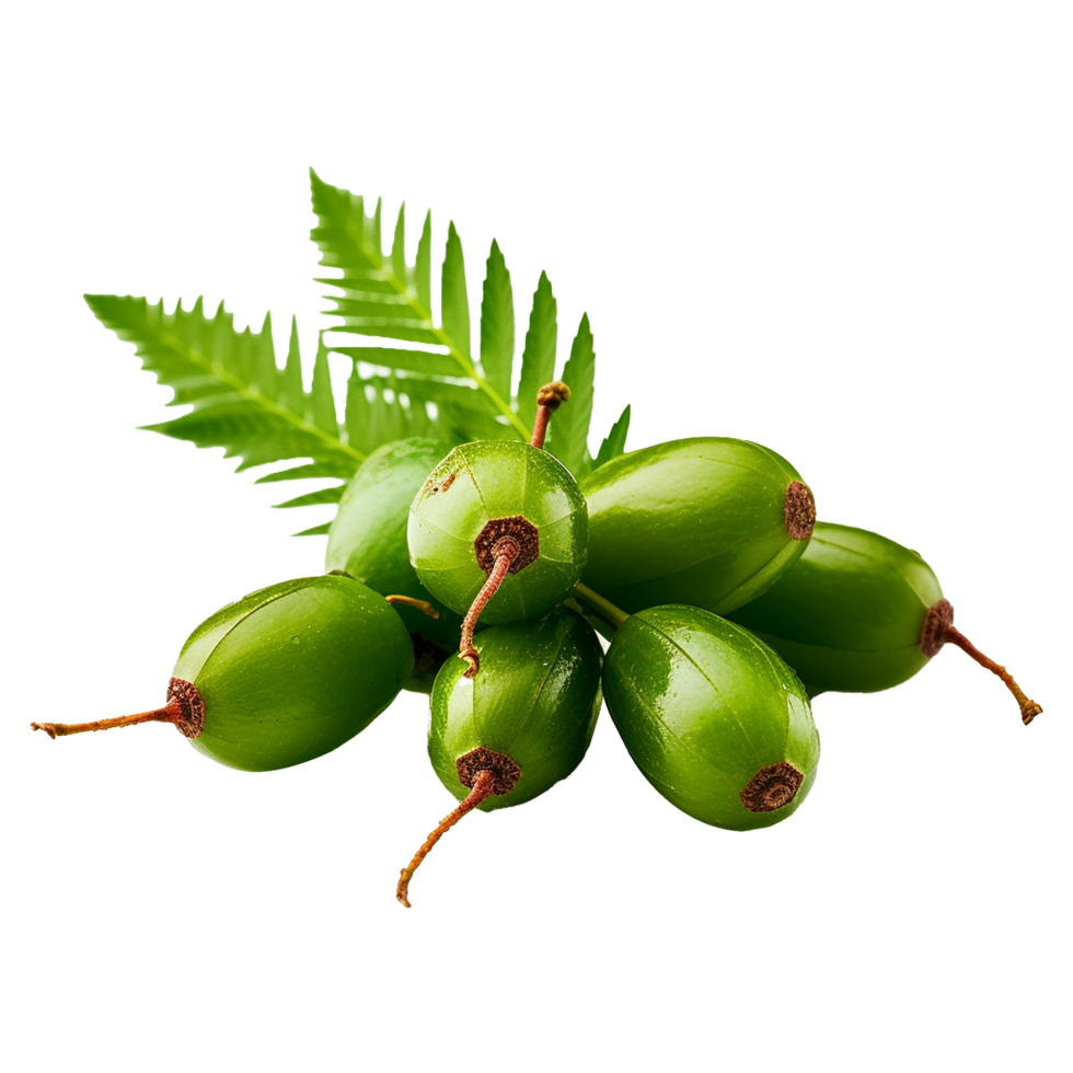 AI generated Neem fruit isolated on transparent background png
