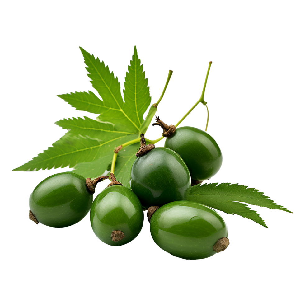 AI generated Neem fruit isolated on transparent background png