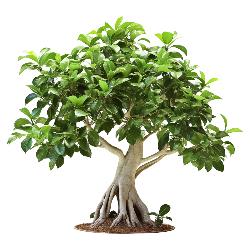 AI generated Green tree isolated on transparent background png