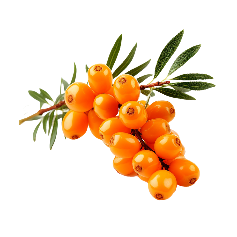 AI generated Sea buckthorn fruit png isolated on transparent background