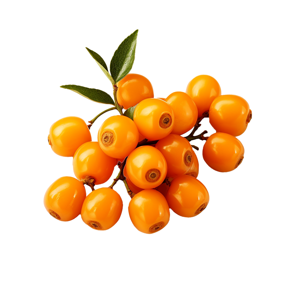 AI generated Sea buckthorn fruit png isolated on transparent background