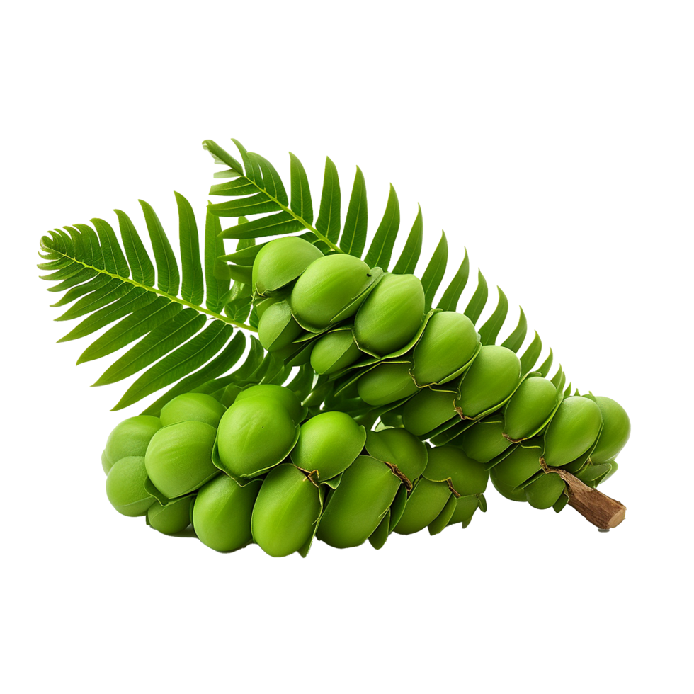 AI generated Zamia fruit png isolated on transparent background