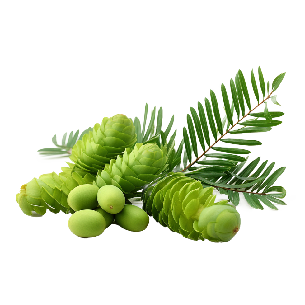 AI generated Zamia fruit png isolated on transparent background