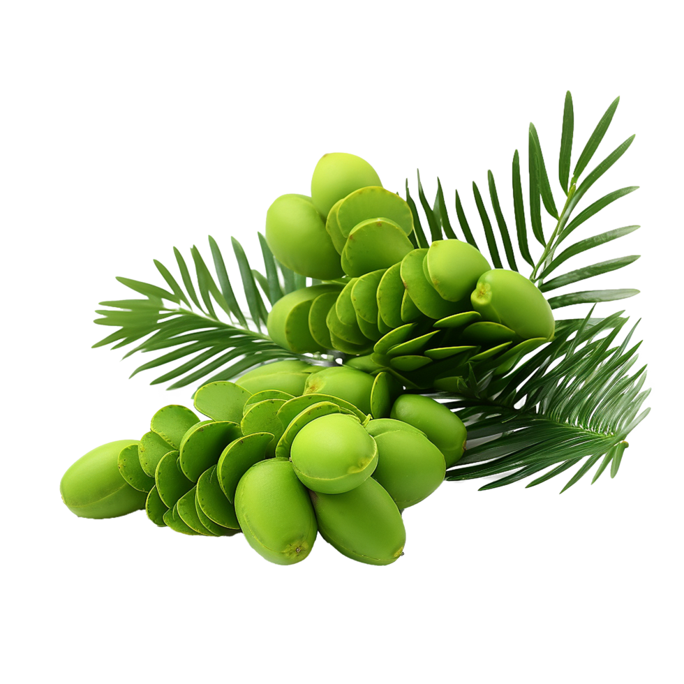AI generated Zamia fruit png isolated on transparent background