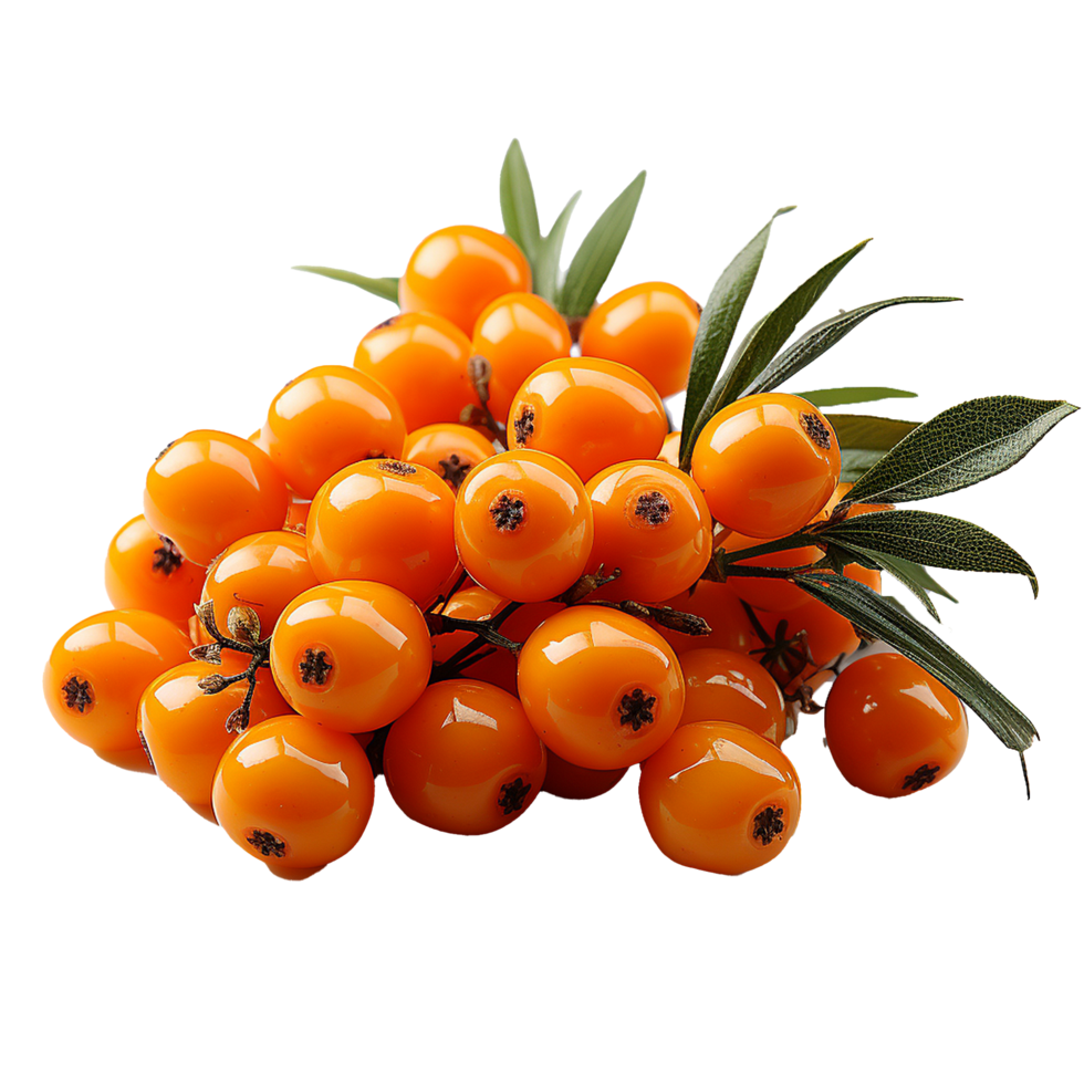 AI generated Sea buckthorn fruit png isolated on transparent background