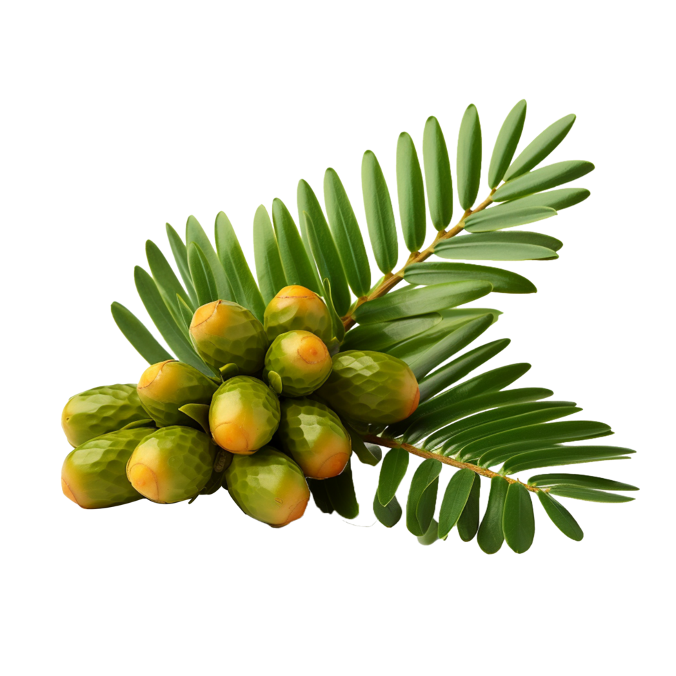 AI generated Zamia fruit png isolated on transparent background