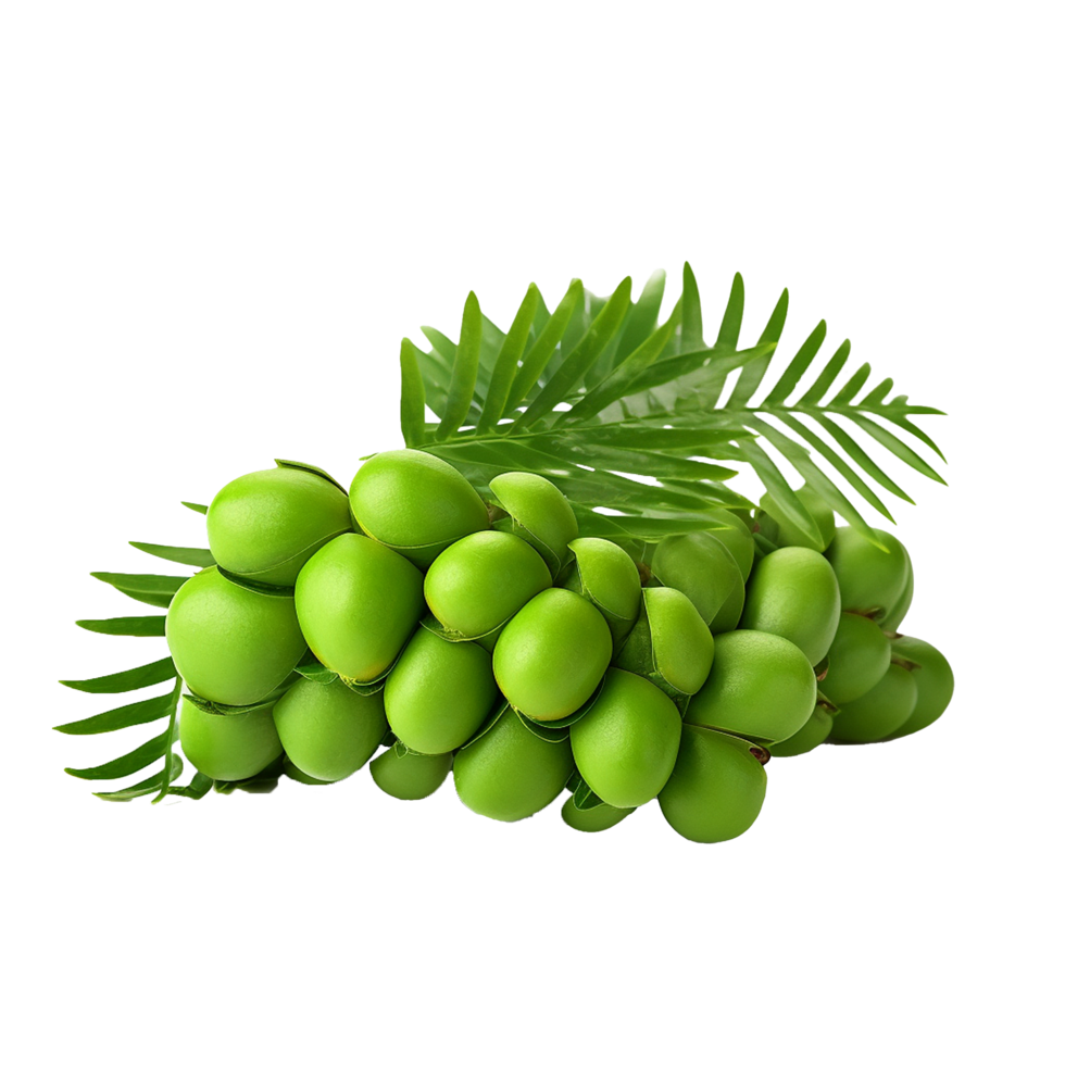 AI generated Zamia fruit png isolated on transparent background