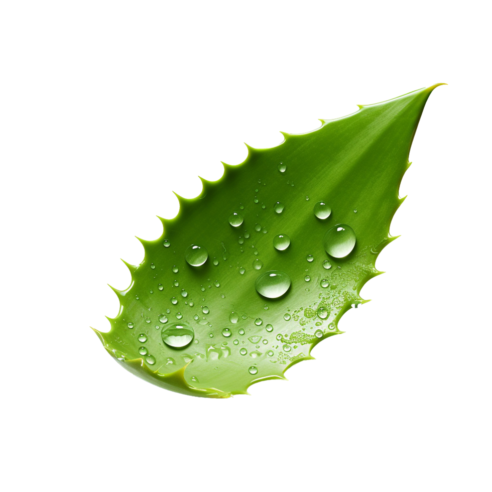 AI generated Aloe vera png isolated on transparent background