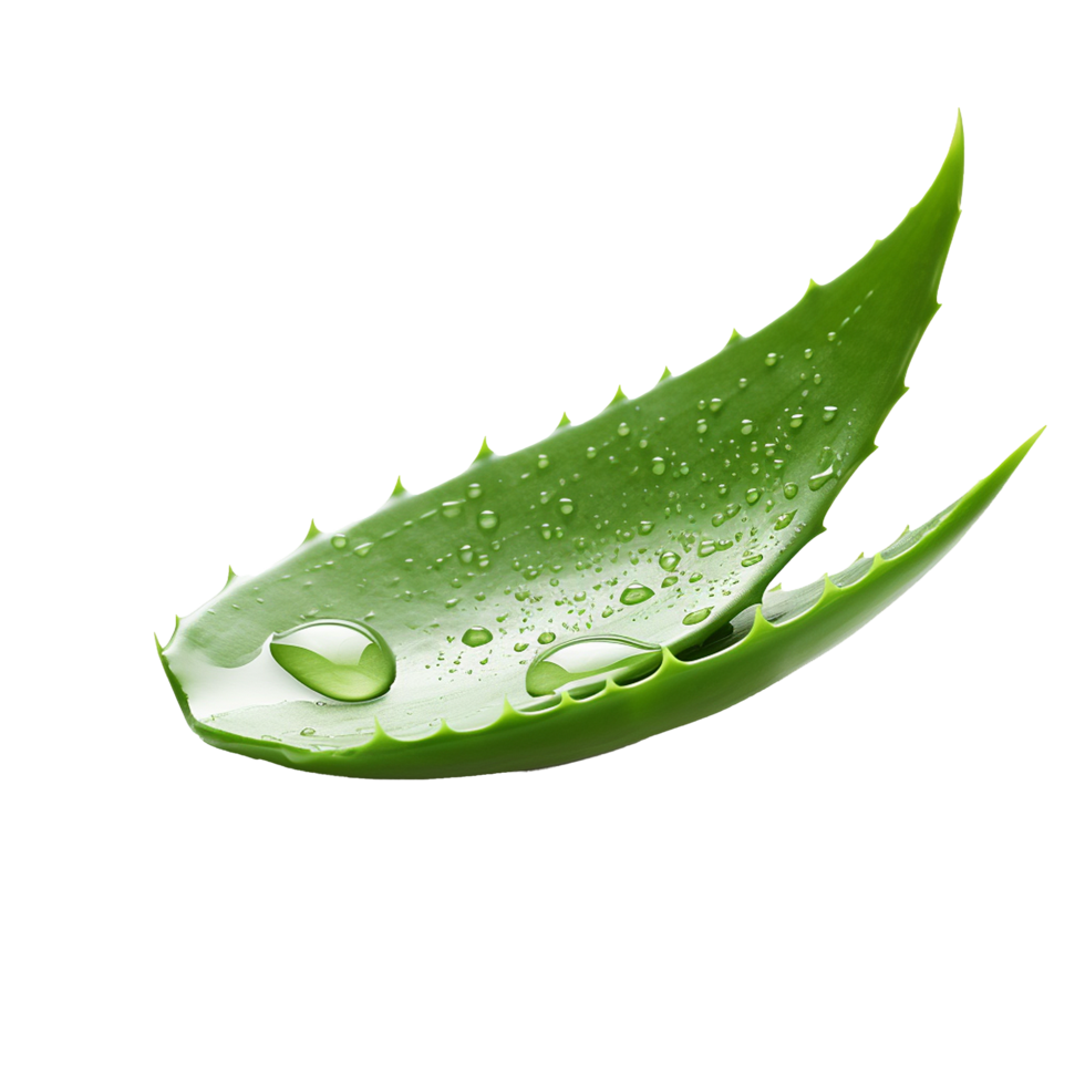 AI generated Aloe vera png isolated on transparent background