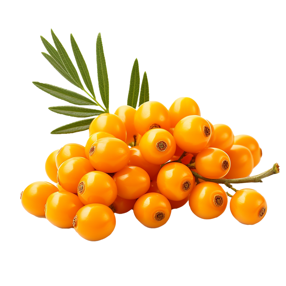 AI generated Sea buckthorn fruit png isolated on transparent background