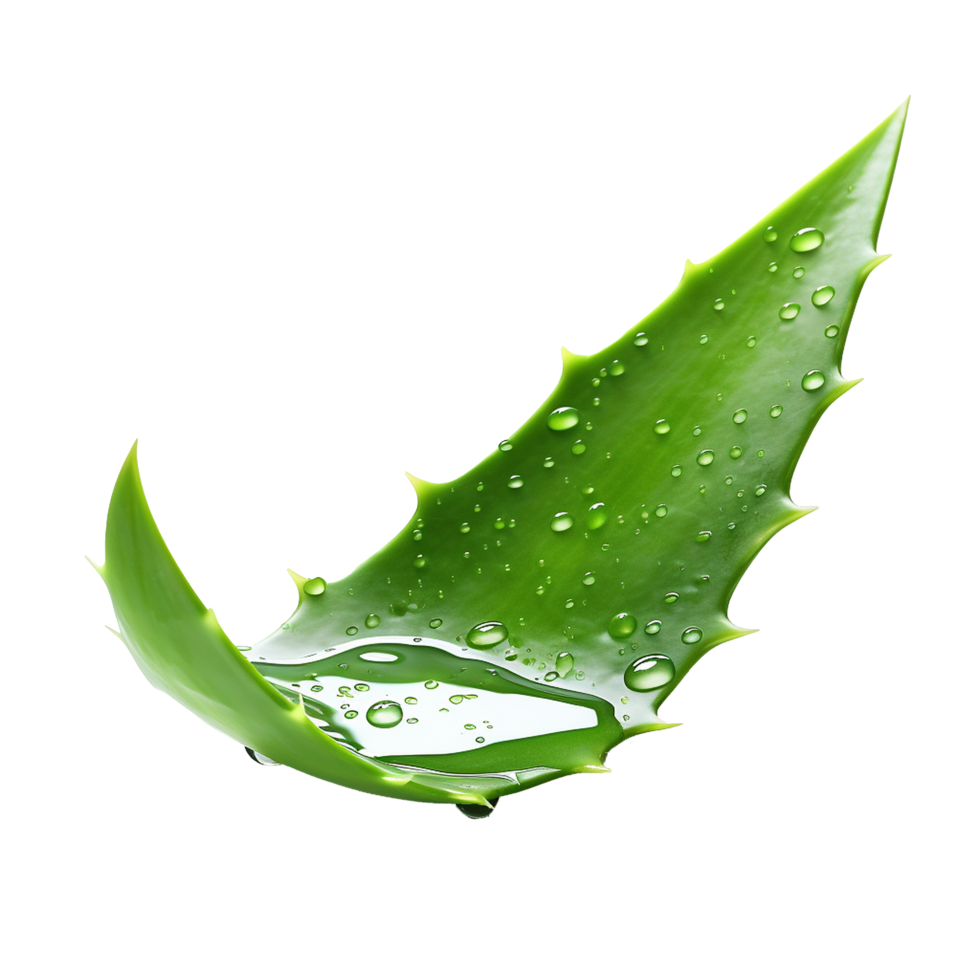 AI generated Aloe vera png isolated on transparent background