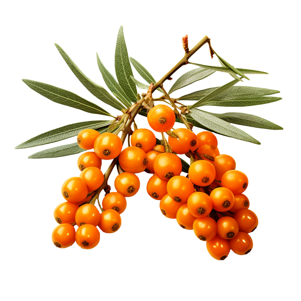 AI generated Sea buckthorn fruit png isolated on transparent background