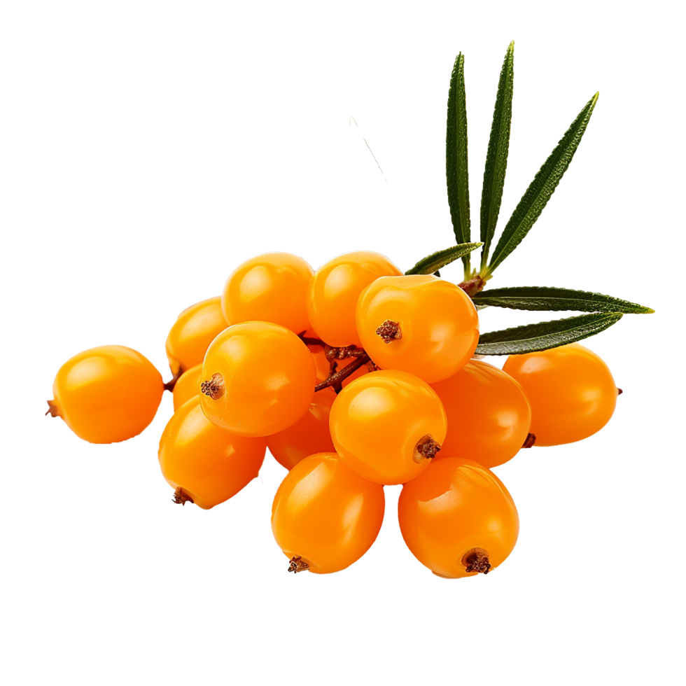 AI generated Sea buckthorn fruit png isolated on transparent background
