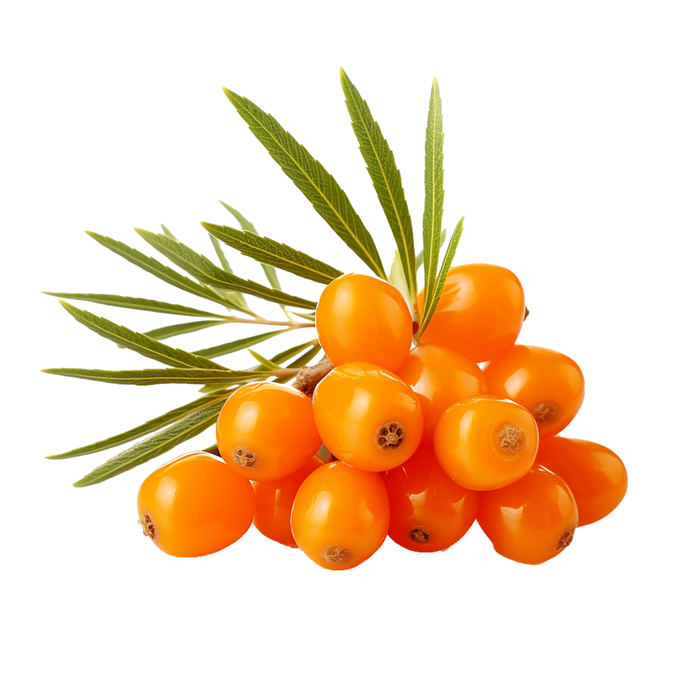 AI generated Sea buckthorn fruit png isolated on transparent background