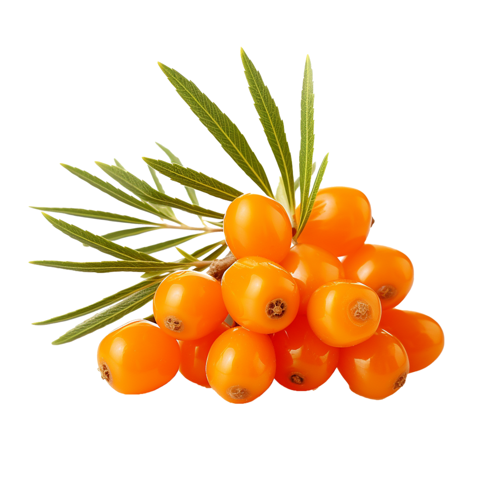 ai generato mare spinoso frutta png isolato su trasparente sfondo